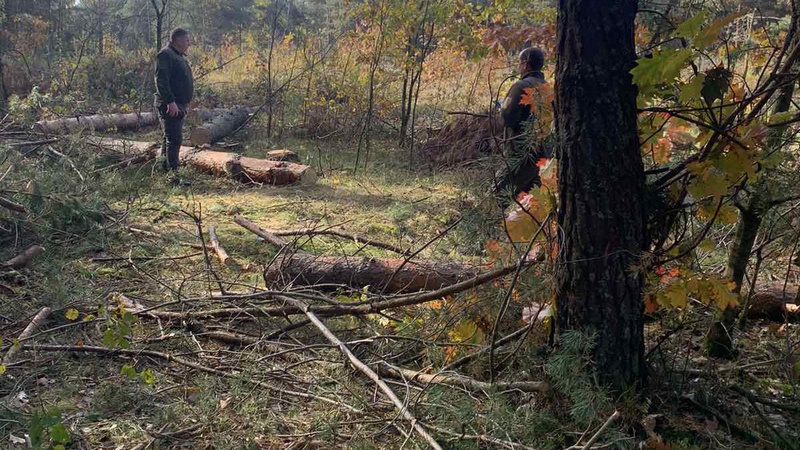 Наслідки незаконної порубки дерев: волинські екологи назвали суму збитків за 2023 рік