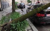 Упало дерево на автомобіль – хто винен і що робити?*