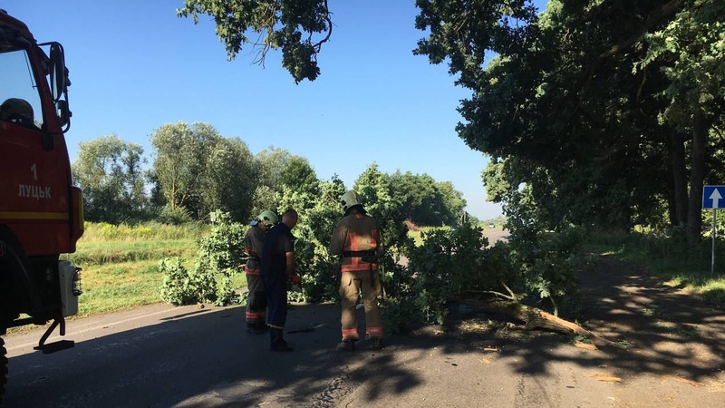 В Луцькому районі на дорогу впало дерево