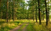 На Волині у державну власність повернуть землі лісового фонду вартістю понад 17 мільйонів гривень