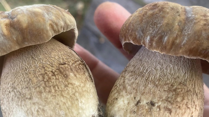 Волинянка поділилася секретом вирощування лісових грибів біля хати