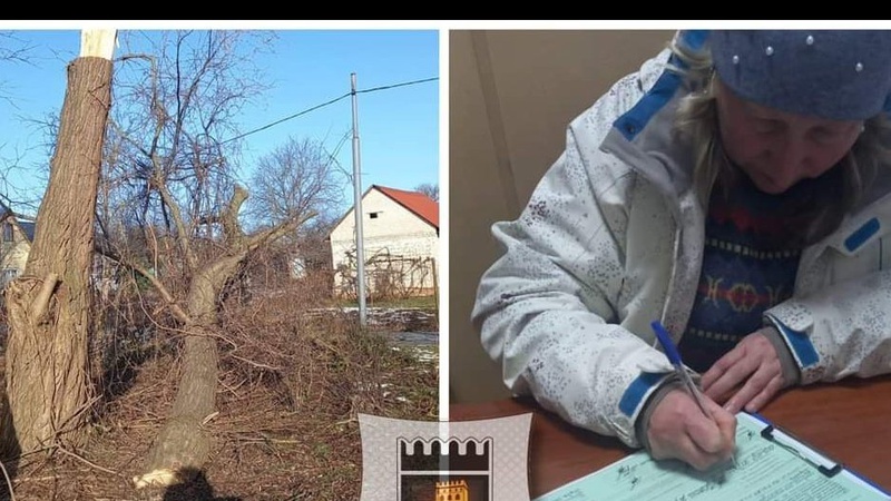 У Луцьку на Володимирській незаконно зрізали дерева