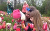 На Волині стартував фестиваль тюльпанів «Волинська Голландія»