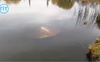 У Луцьку на Теремнівських ставках вандали потрощили і втопили у воді пляжні грибки. ВІДЕО