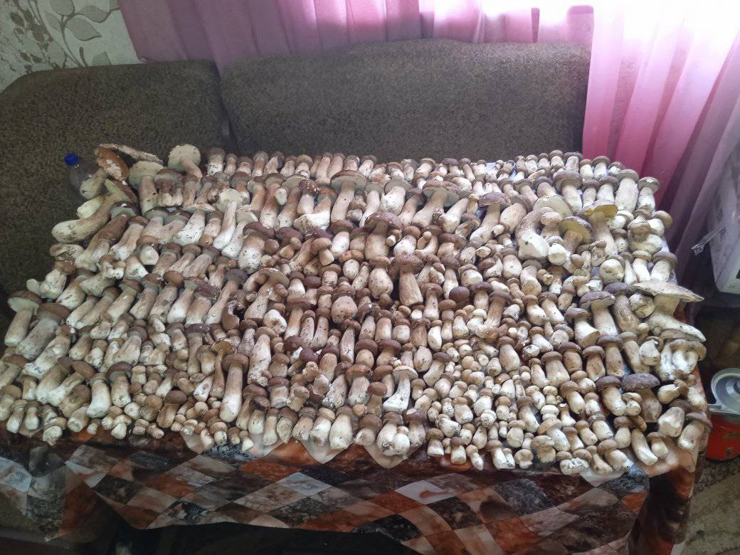 Урожай грибів з лісу поблизу села Берестяне Луцького району. Фото Наталії Федоришиної
