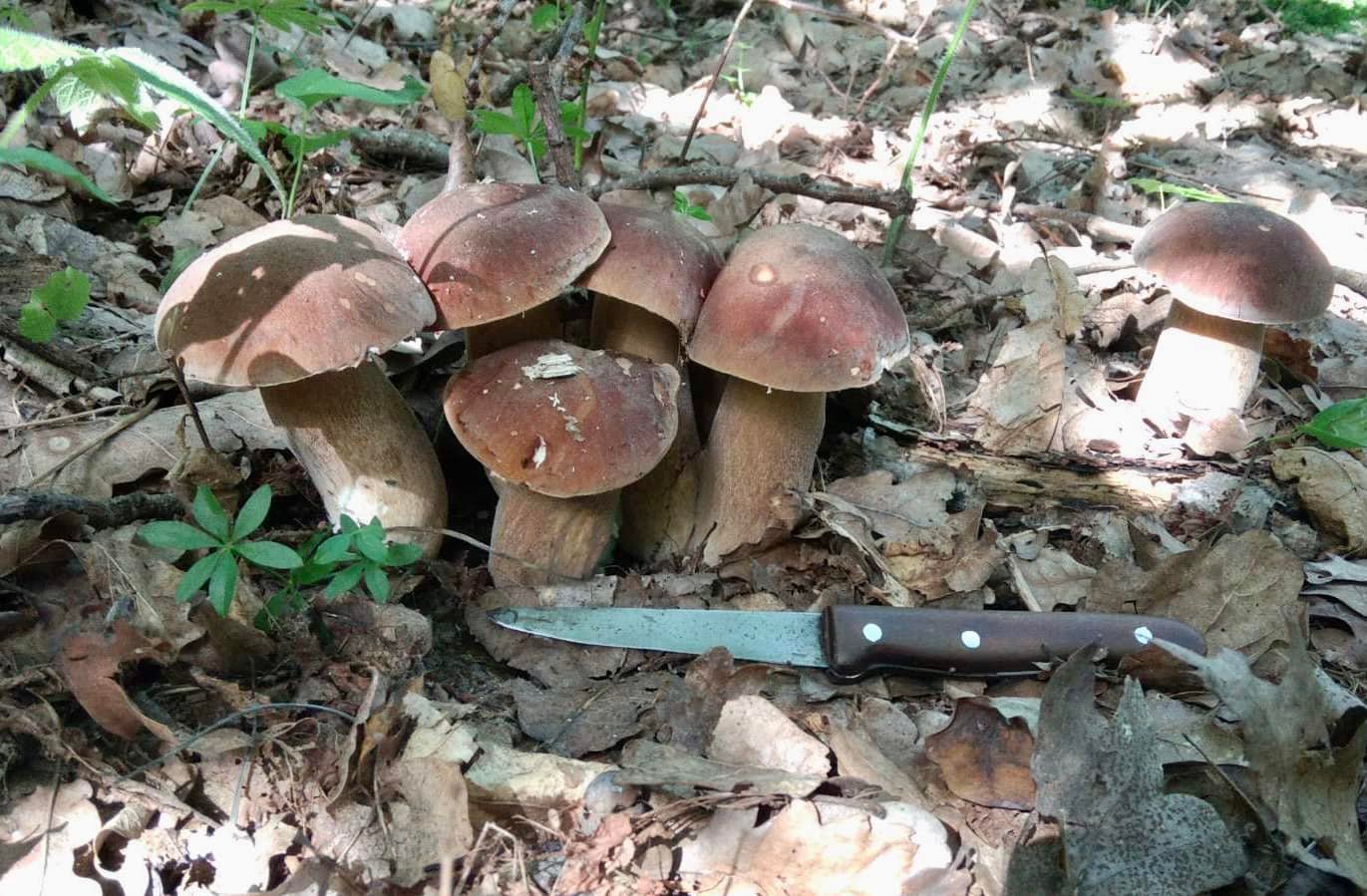 Такі грибочки виросли у лісі поблизу села Жабка Луцького району. Світлина – Alla Kyreyenko