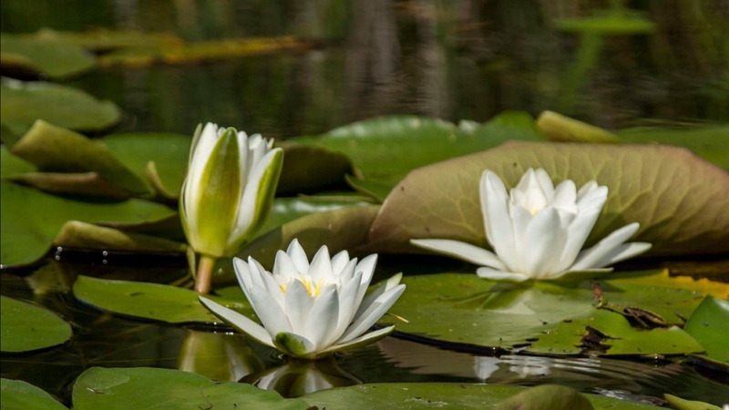 На Шацьких озерах цвіте водяна лілія
