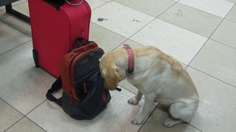 На «Ягодині» службовий пес винюхав наркотики у пасажира рейсового автобуса. ФОТО. ВІДЕО