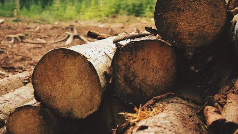 Покарали лісівника з Волині за нелегальний продаж деревини