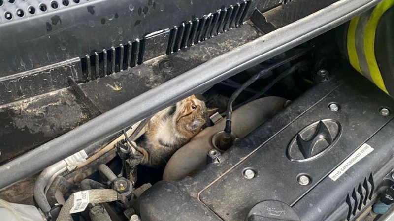 У місті на я Волині врятували кота, який застряг під капотом авто
