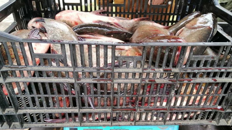 У лютому волинські рибоохоронці викрили 49 порушень правил рибальства