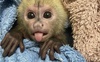 У Луцькому зоопарку на 7 місяців «всиновили» капуцина Деміка