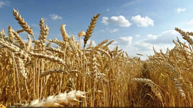 Окупанти продовжують красти українське зерно, – розвідка