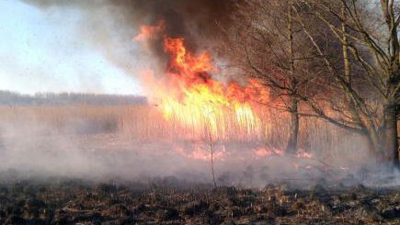 У природних екосистемах Волині зафіксовано понад 100 пожеж