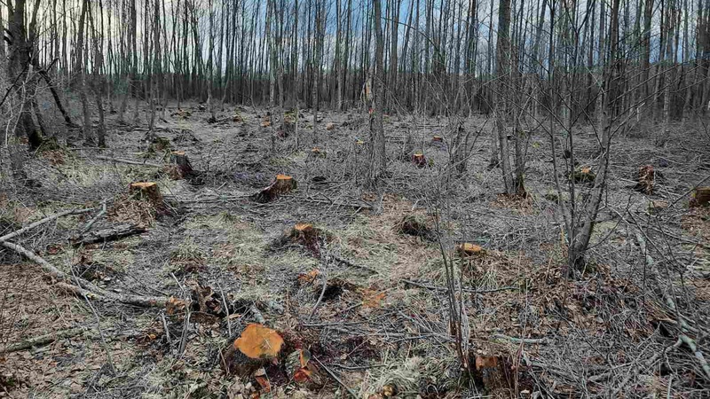 У громаді на Волині незаконно вирубали дерев на понад 5 мільйонів