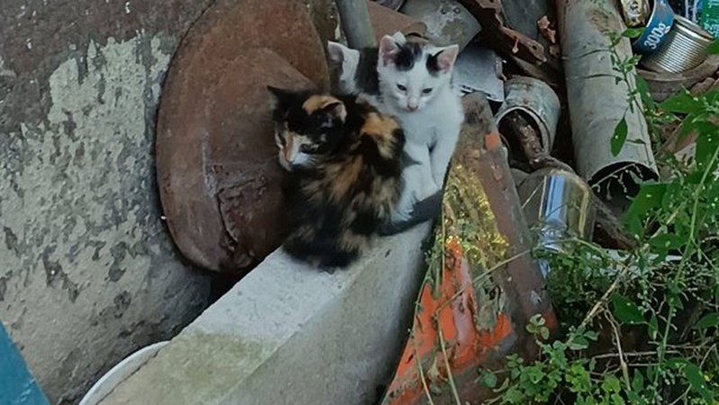 На Закарпатті підлітки закатували кішку і кошенят: поліція відкрила провадження