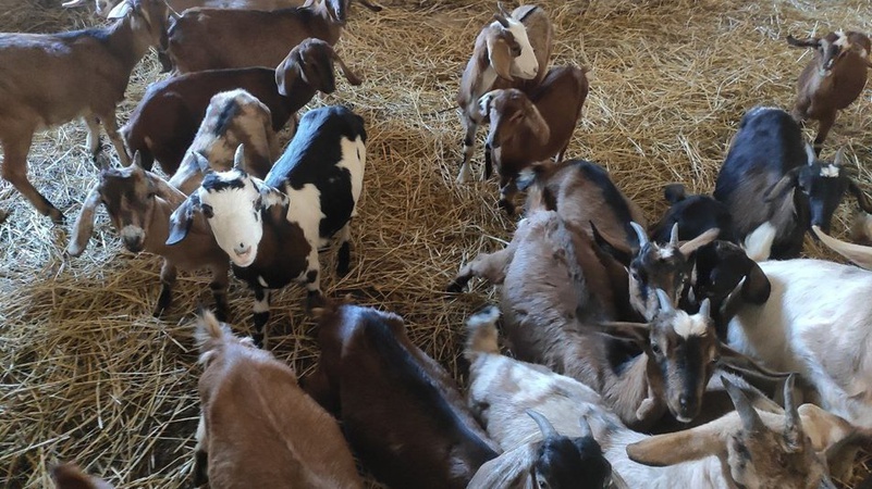 Фермер із Донеччини евакуював на Волинь 150 кіз