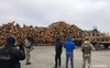 Майже сотня кубів вилученої деревини та бурштин: на Волині тривають масштабні обшуки