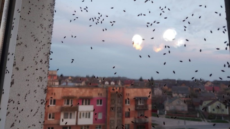 У Нововолинську мешканці скаржаться на нашестя комах