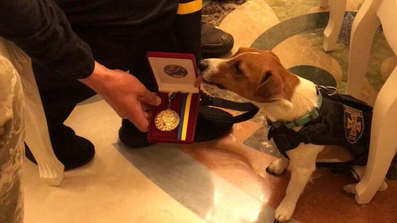 Службовий пес Патрон отримав медаль від Зеленського