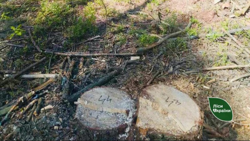 У лісі на Волині виявили 90 пеньків свіжозрубаних дерев. Фото
