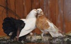 У Луцькому зоопарку голуби, яких військові врятували під Бахмутом, дали потомство