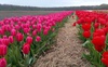 Турагенція організовує щоденні поїздки на тюльпанове поле «Волинської Голландії». ЦІНИ