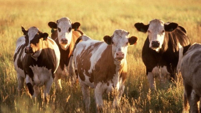 У восьми селах на Волині виявили лейкоз у корів