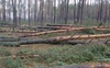 Двох волинян судитимуть за незаконні порубки дерев