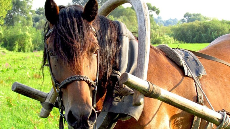 На Волині через коней трагічно загинув 79-річний селянин