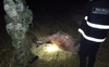 Волинські прикордонники виявили браконьєра на квадроциклі, який застрелив оленя