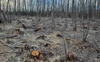 У громаді на Волині незаконно вирубали дерев на понад 5 мільйонів