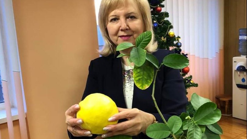 Волинянка виростила гігантський лимон з насінини