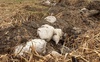 В орнітологічному заказнику в Луцьку закопали будівельне сміття. ФОТО. ВІДЕО