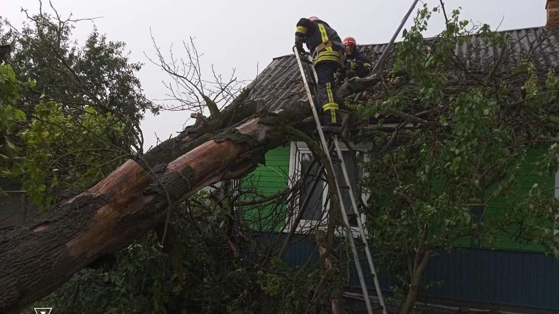 На Волині дерево впало на житловий будинок