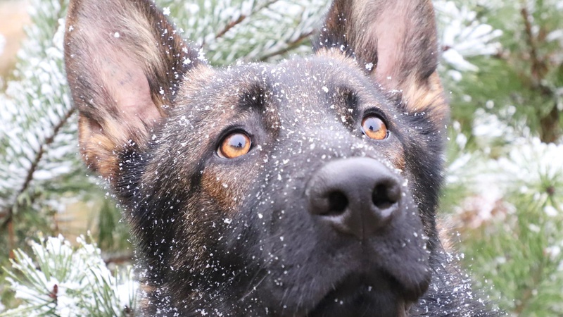 Службовий собака допоміг волинським прикордонникам виявити наркотики у 51-річного чоловіка