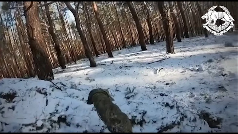 У лісі поблизу Кремінної українські воїни відбили наступ ворога. ВІДЕО