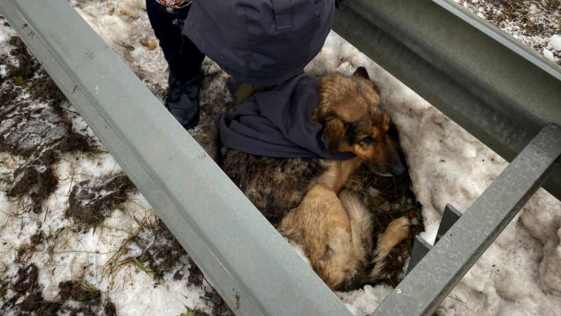 Волинські патрульні врятували безпритульного собаку, що лежав на узбіччі. ФОТО