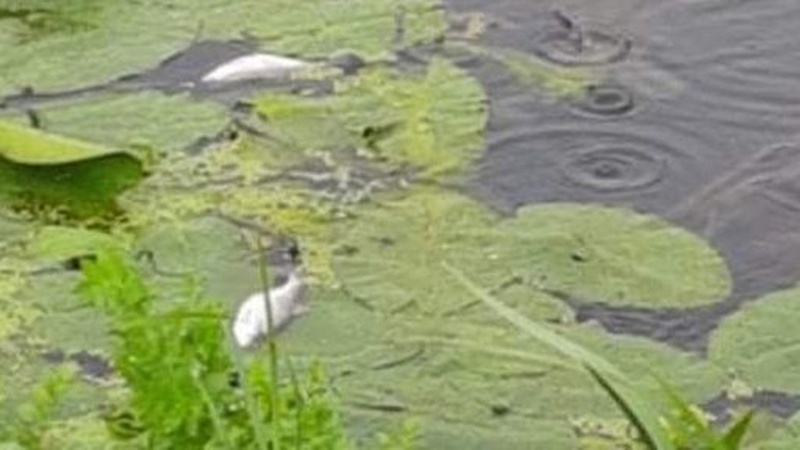 У річці Чорногузка, що в Луцьку, виявили мертву рибу