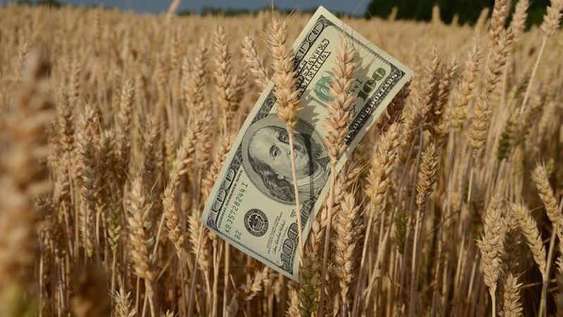 Працівницю зерносховища на Волині викрили на махінації із пшеницею на 1,3 мільйона гривень