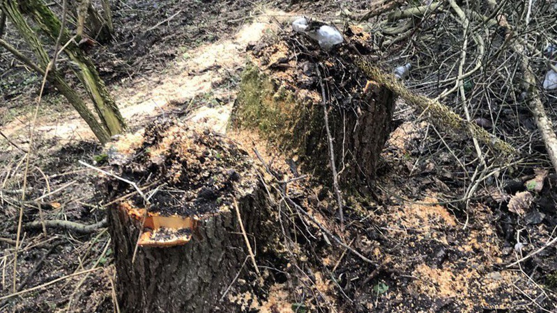 Понад 150 тисяч гривень завданої шкоди: на Волні поліцейський викрив волинянина у незаконній порубці лісу. ФОТО