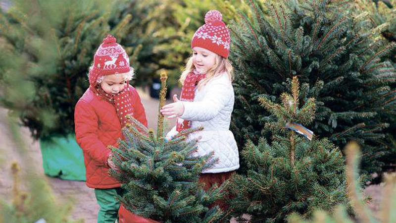 Різдвяні ялинки у Луцьку планують продавати у 10-х визначених місцях
