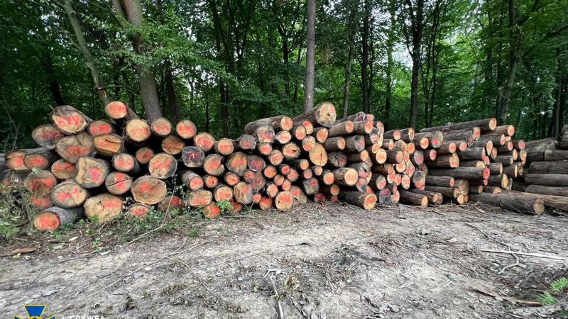 На Волині у національно-природному парку незаконно вирубали дерева на понад 16 млн грн