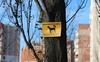 Поліщук повідомив, чи будуть в Луцьку нові майданчики для вигулу собак