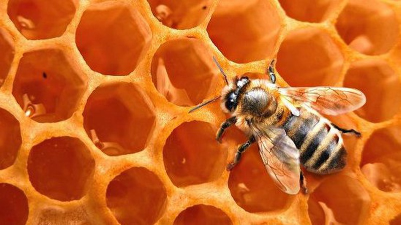 Бджолиний віск – дорожчий за мед