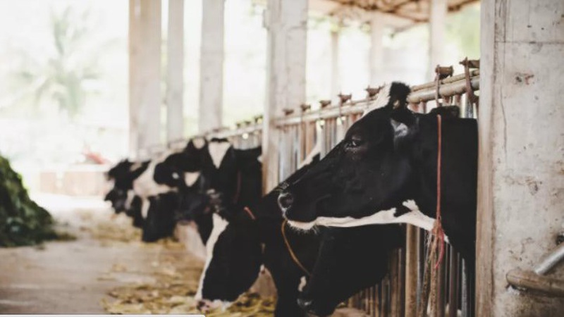 Українським фермерам пообіцяли грошову підтримку за утримання корів