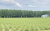 У Волинській Голландії незабаром розквітне лавандове поле