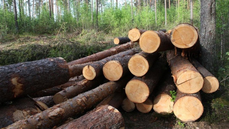 На Волині судитимуть лісоруба за незаконно зрізані 163 дерева