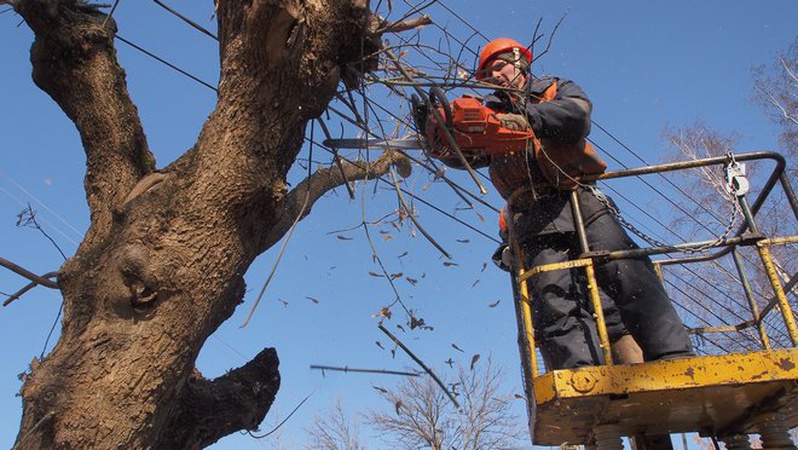 У Луцьку на зрізання дерев витратять понад 2 мільйони