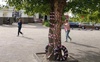 У центрі Луцька зріжуть аварійне дерево